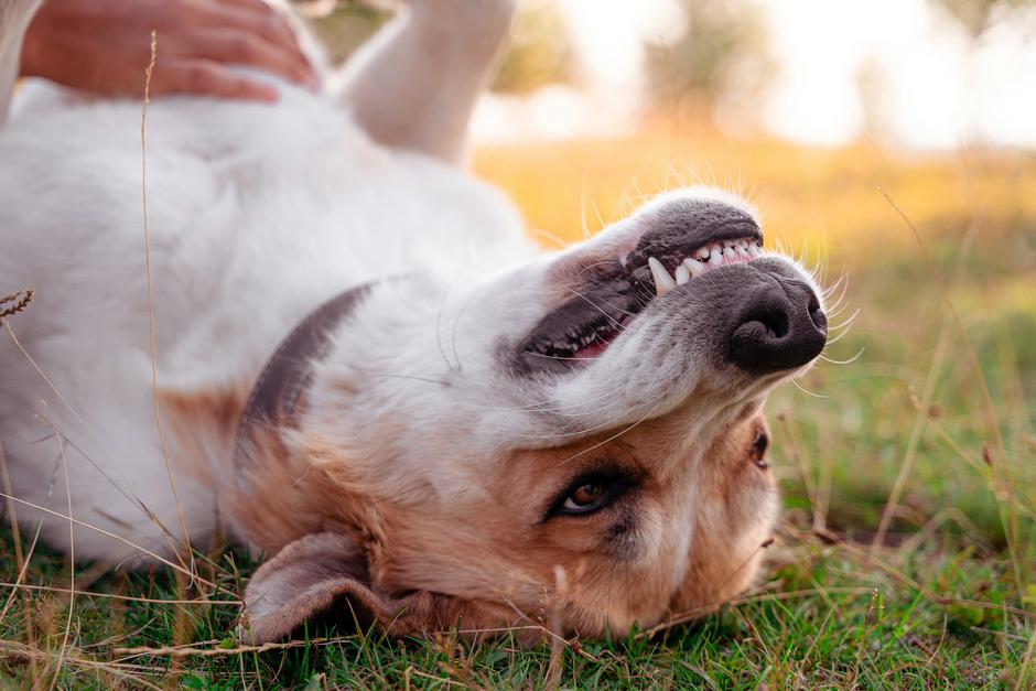 pes, veterinar, zobje | Avtor: Profimedia