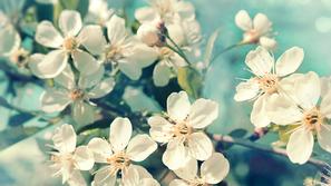 cvetoče češnje