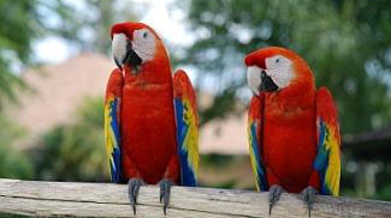 "Daj, odj***i že!" "Ti odj***i!"