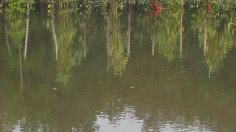 Po septembrskih poplavah jesenski dež še naprej uničuje vrtnine. (Foto: Nada Čer