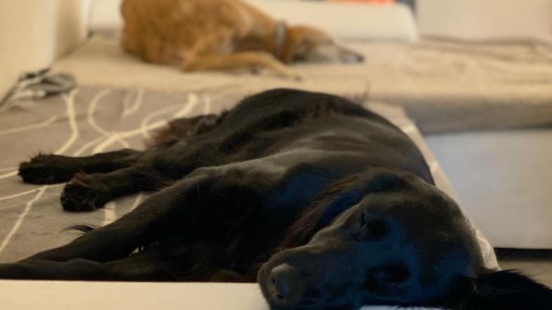 Pasji hotel, Pasji dom