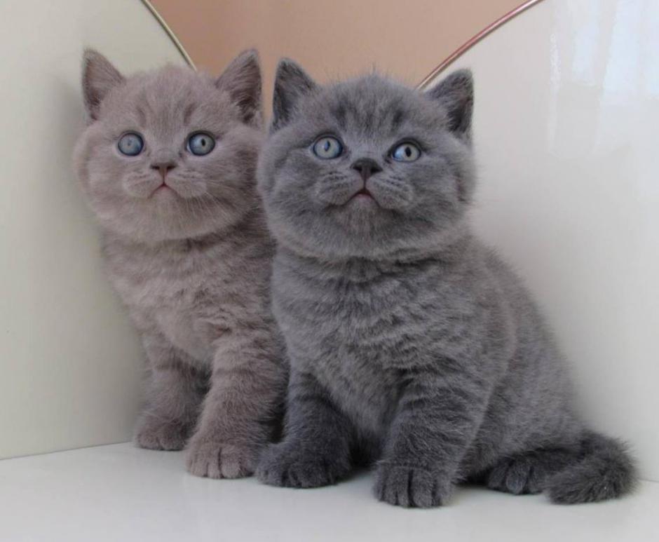 Candyland.si | Avtor: Candyland.si