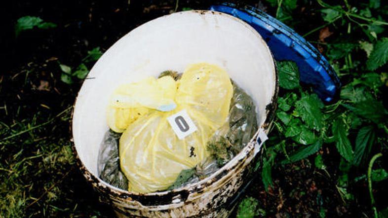 52-letnik je marihuano skrival v zemlji.