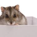 V vlomilčevi danki se je namestila miš. (Foto: Shutterstock)
