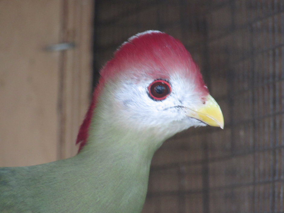 Rdeče čopasti turako | Avtor: Alojz Osterman