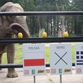 Citta slon slonica napoved Poljska Grčija Euro 2012 jasnovidec živalski vrt Krak