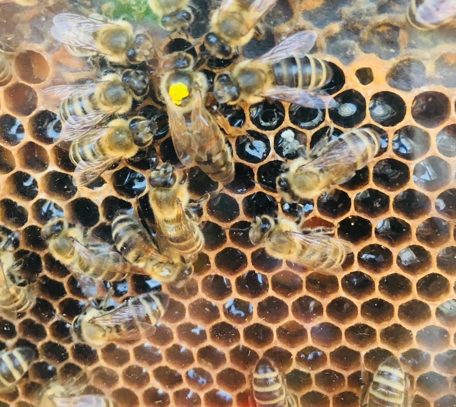 Čebele | Avtor: A. Š.