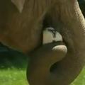 Citta slon slonica Euro 2012 žoga živalski vrt krakov jasnovidka napovedovalka