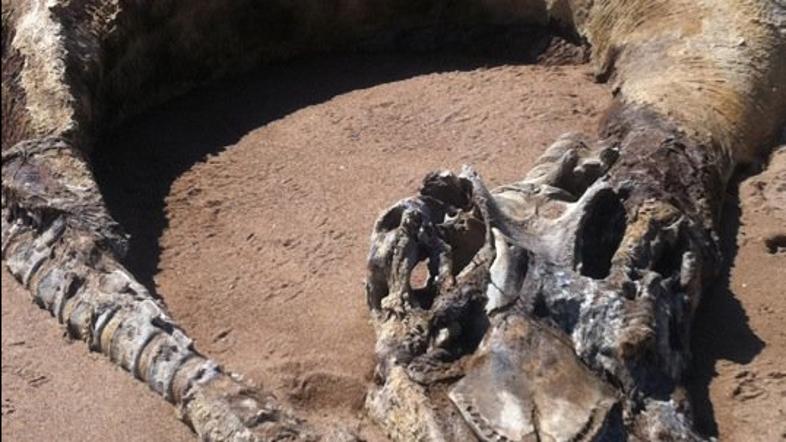 morska pošast, morje, plaža, škotska