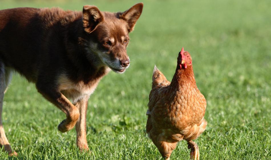 Zaradi psa in kokoši klical policijo, tako se je končalo