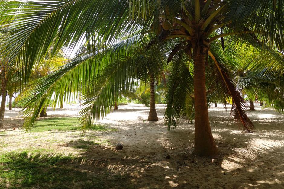 Šrilanka | Avtor: Maja Bitenc