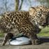 leopard, živalski vrt