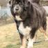 Tibetanski mastif