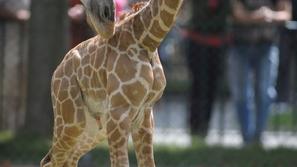 žirafa, Arusha