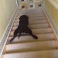 Pes na stopnica
