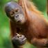 Borneo, orangutan