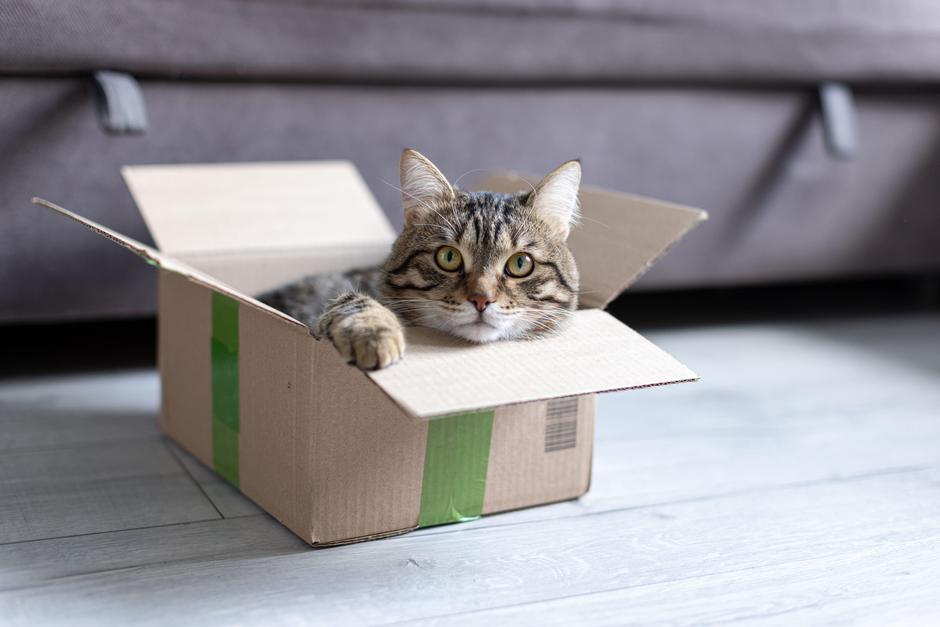 Mačka | Avtor: Profimedia