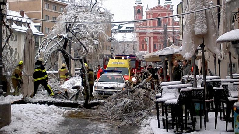 Podrto drevo v Stari Ljubljani 