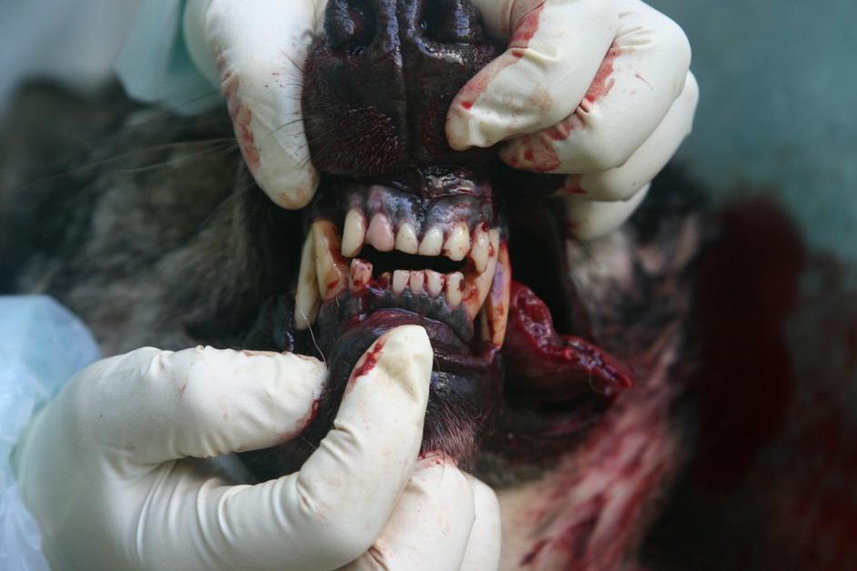 Zobovje povožene volkulje