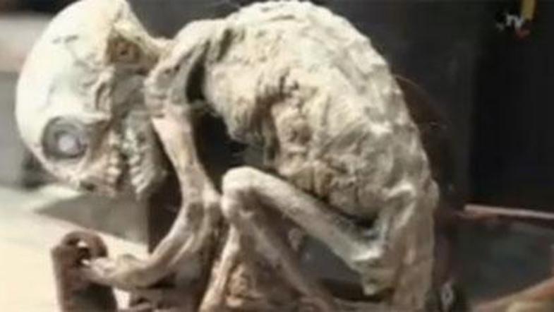 Bitje, ki se je ujelo v past (na sliki), naj bi imelo "brata".