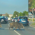 Divji prašiči v Zagrebu