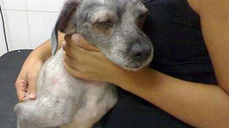 Kuža Raitán po striženju.