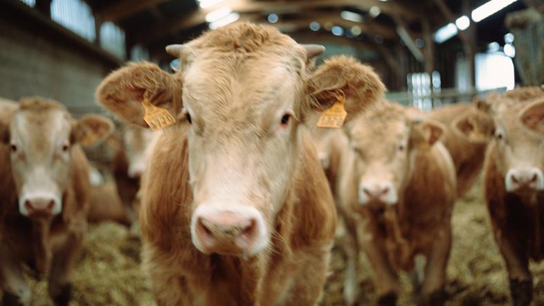 Novice: Slovenski kmetje bodo kmalu v velikih težavah - Krave, krava, kmetija