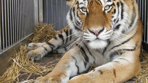 Prihod sibirskih tigrov v ZOO