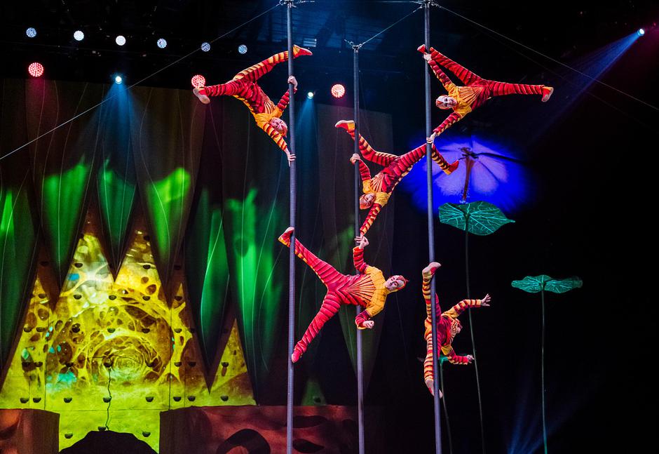 Cirque du Soleil, OVO | Avtor: Cirque du Soleil