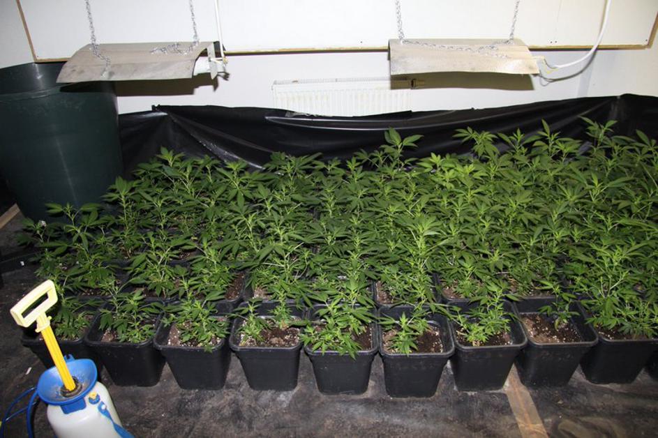 Policisti odkrili laboratorij za gojenje konoplje