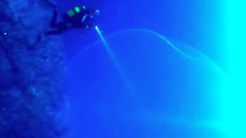 Orjaški ligenj - jajčeca