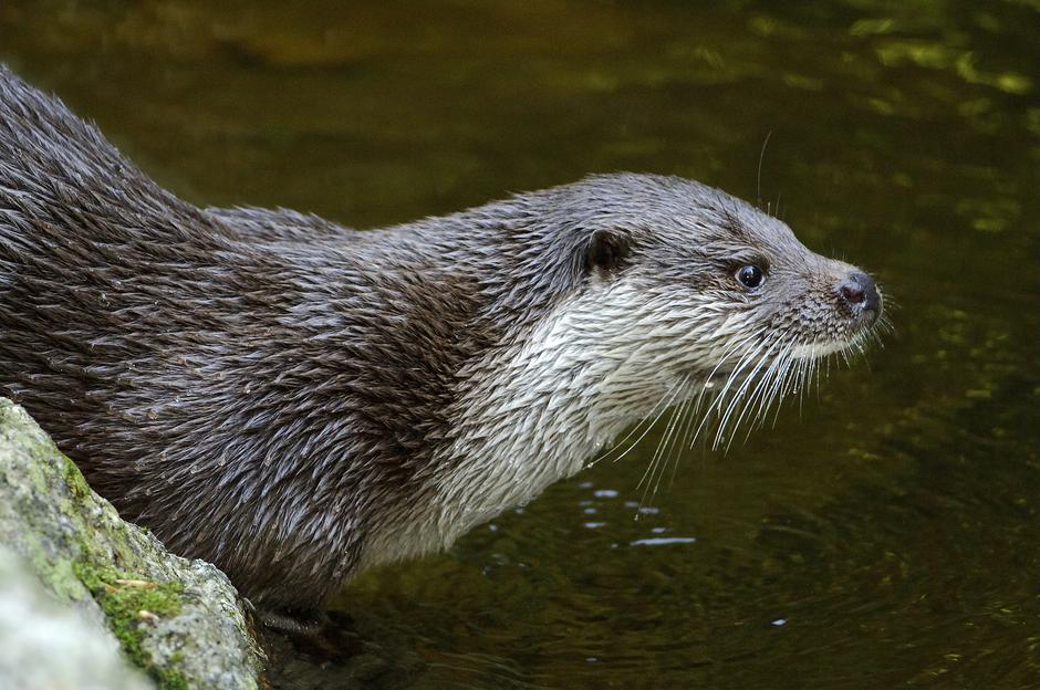 Vidra | Avtor: Hrvoje Teo Oršanič