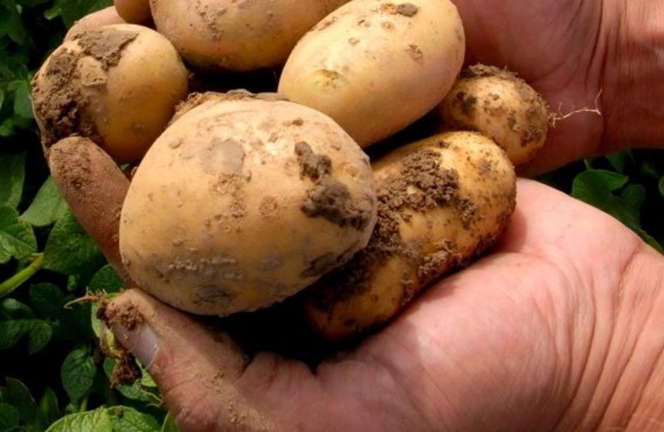 krompir | Avtor: Žurnal24 main