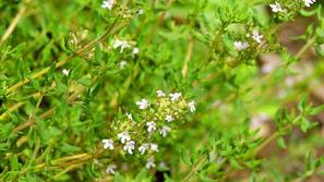 Thymus vulgaris, timijan