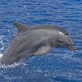 Delfin