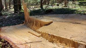 Lubadar, podlubniki, gozd