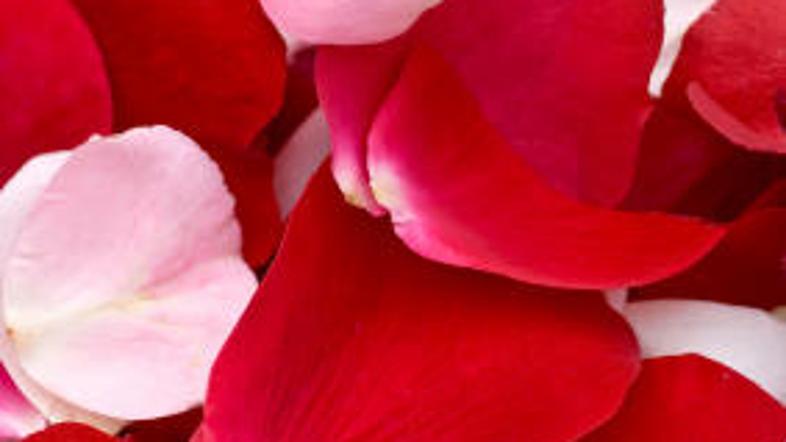 Cvetni listi vrtnice so v kozmetiki zelo cenjeni.