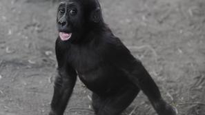 Gorila v praškem živalskem vrtu.