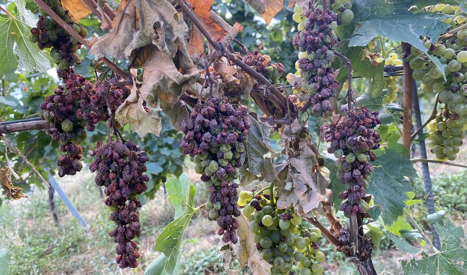 Vinogradniki tik pred trgatvijo obupani: "Dež je prišel prepozno"