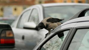 (Foto: Barbara Milavec)