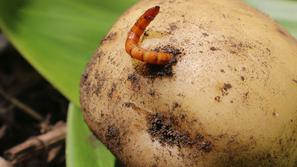 Strune škodljivci na vrtu