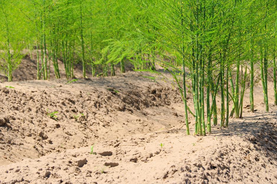 Šparglji | Avtor: Profimedia