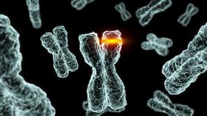 V kromosomih se skriva genski kod, znanstveniki pa so odkrili, da se ta precej r