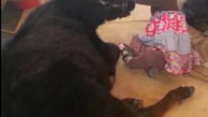 Deklica in krava najboljši prijateljici