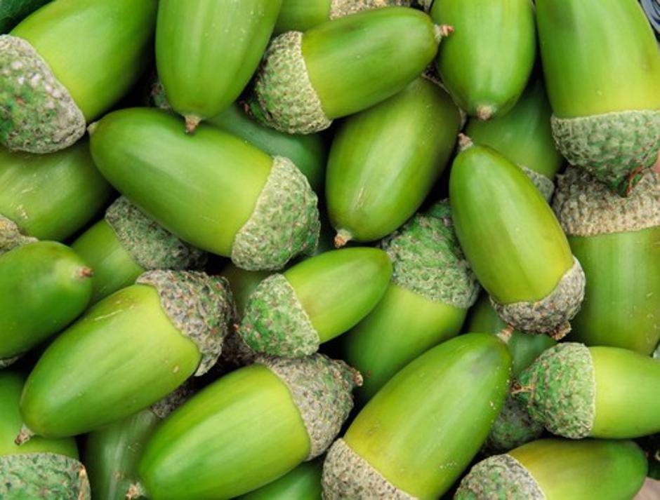 želod | Avtor: Profimedias