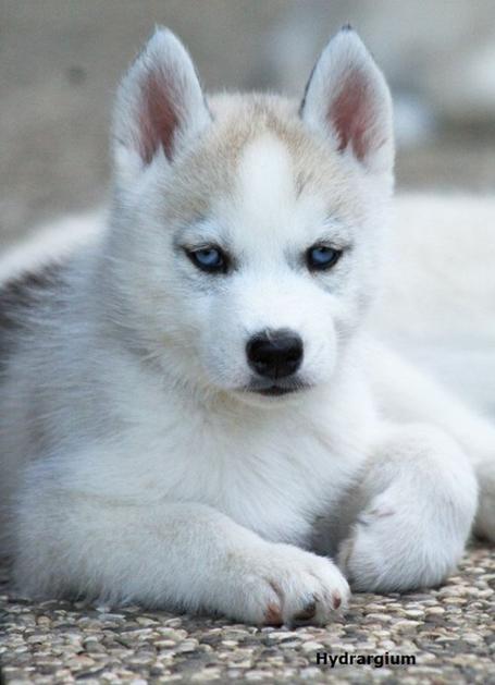 Husky