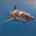 Razno 27.02.13, beli morski pes, shark, foto: shutterstock