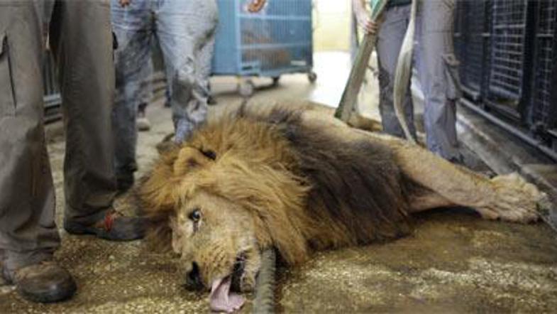 Grožnja z usmrtitvijo živali je dvignila na noge ves Massachusetts.