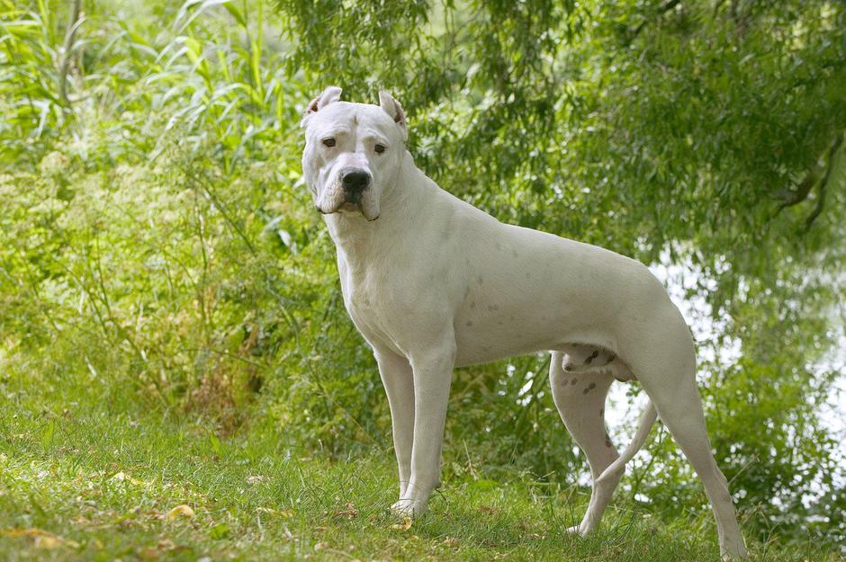 argentinska doga | Avtor: Profimedia