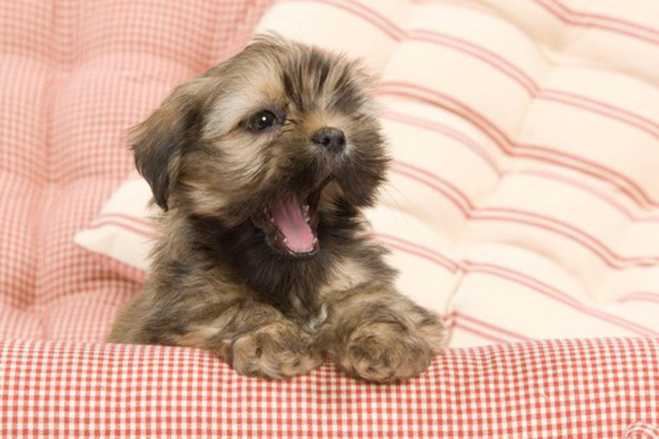 lhasa apso | Avtor: Profimedias